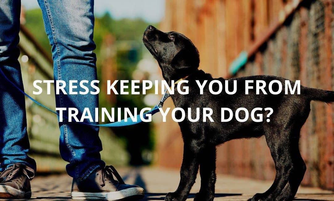 Stress keeping you from training your dog?