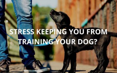 Too Busy or Overwhelmed to Train Your Dog? Try This.
