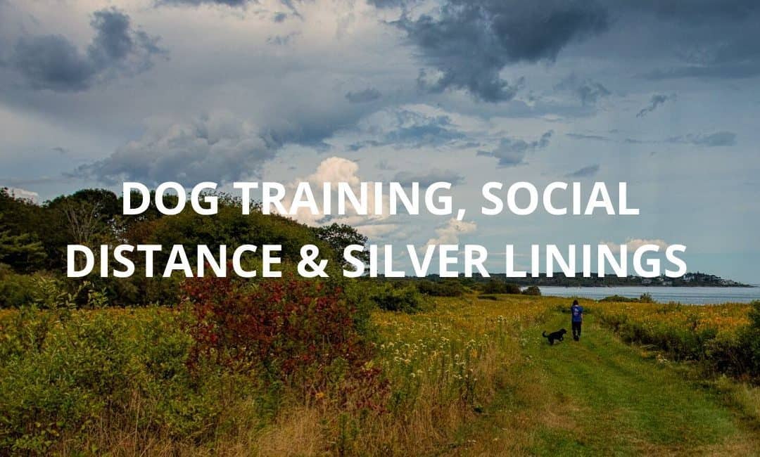 Dog Training, Social Distance and Silver Linings