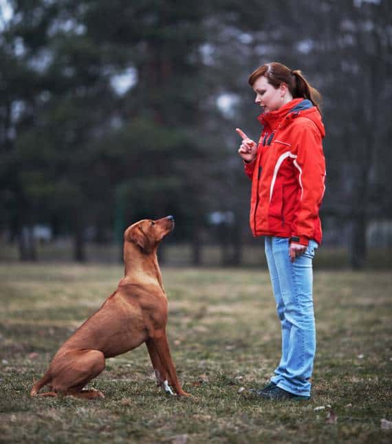 How to give your dog a command : body language counts
