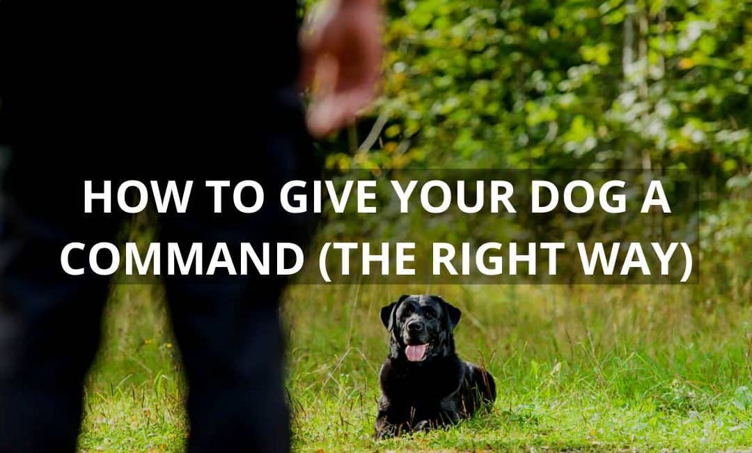 How to Give Your Dog a Command (Yes, Thereâ€™s a Right Way to Do It)