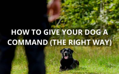 How to Give Your Dog a Command (Yes, There’s a Right Way to Do It)