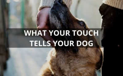 What Your Touch Tells Your Dog: How Physical Contact Affects Dog Training