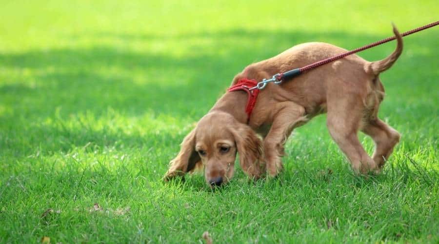 Frequent walks outside are crucial to house training success