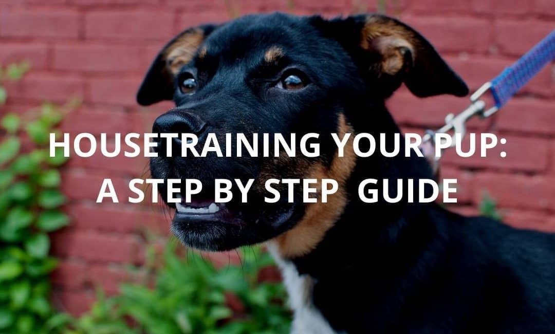 Housetraining Your Pup: A Step by Step Guide