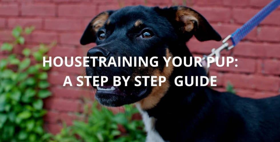 Housetraining Your Pup: A Step By Step Guide | Train 2 Behave