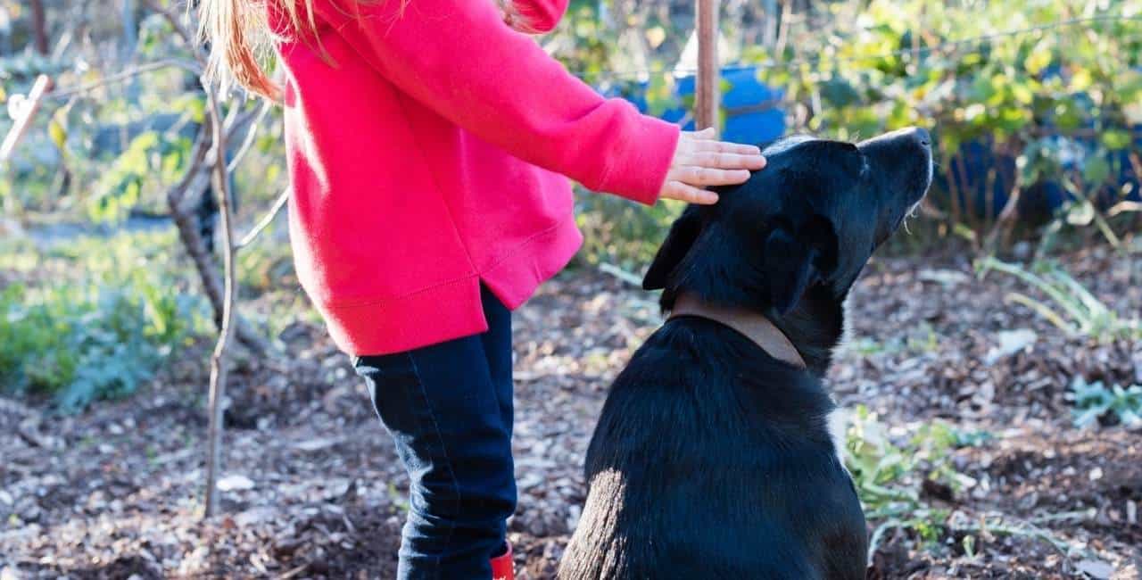 Human touch can have a calming, soothing effect on dogs