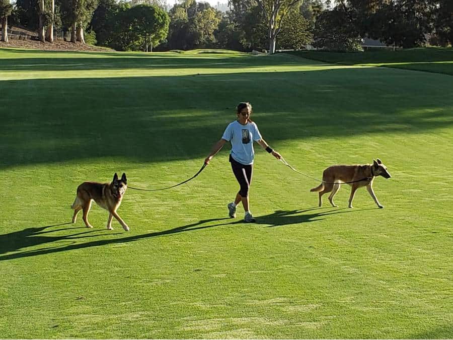 Woman with 2 Belgian Malinois social distancing in park