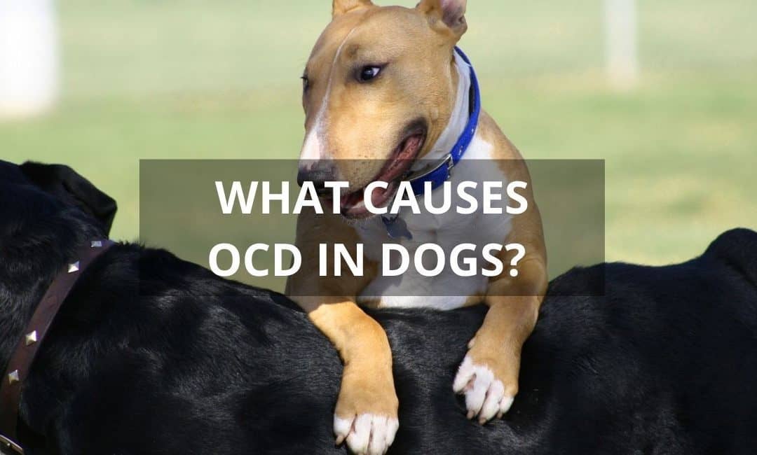 OCD in Dogs: What Causes It and What Makes it Worse