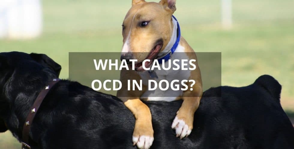 ocd-in-dogs-what-causes-it-and-what-makes-it-worse-train-2-behave