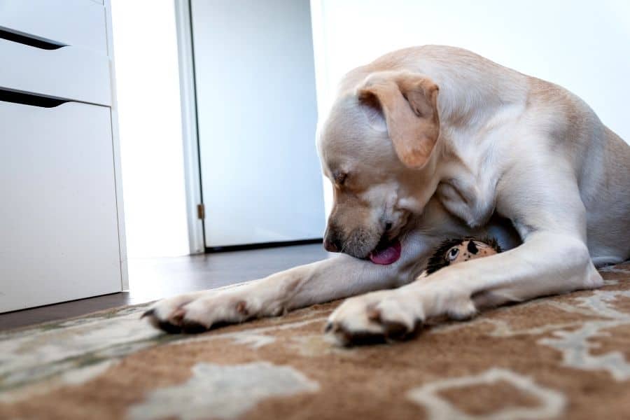 Leg licking OCD compulsive behavior in dogs
