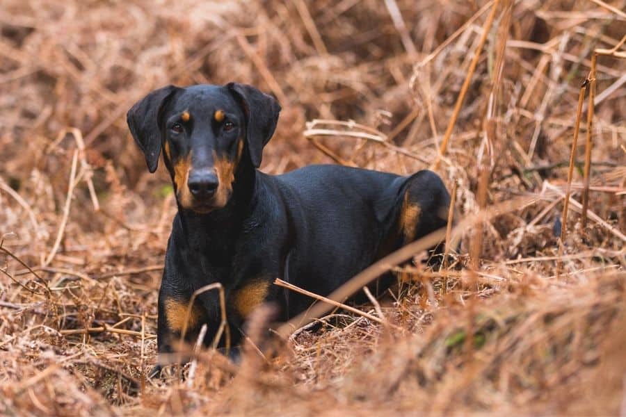 Dobermans are susceptible to flank sucking OCD behavior