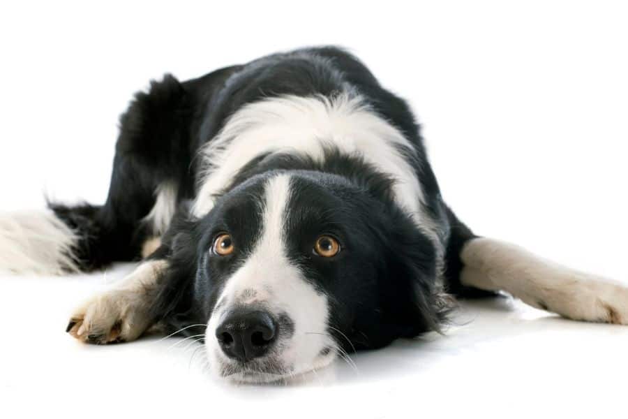 Unemployed dogs of working breeds can develop OCD and other behavior problems