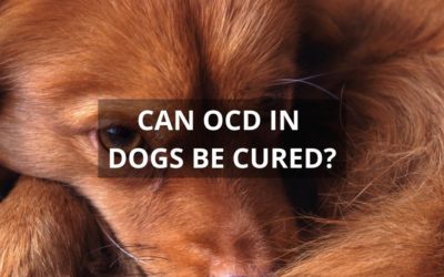 Can OCD in Dogs Be Cured?