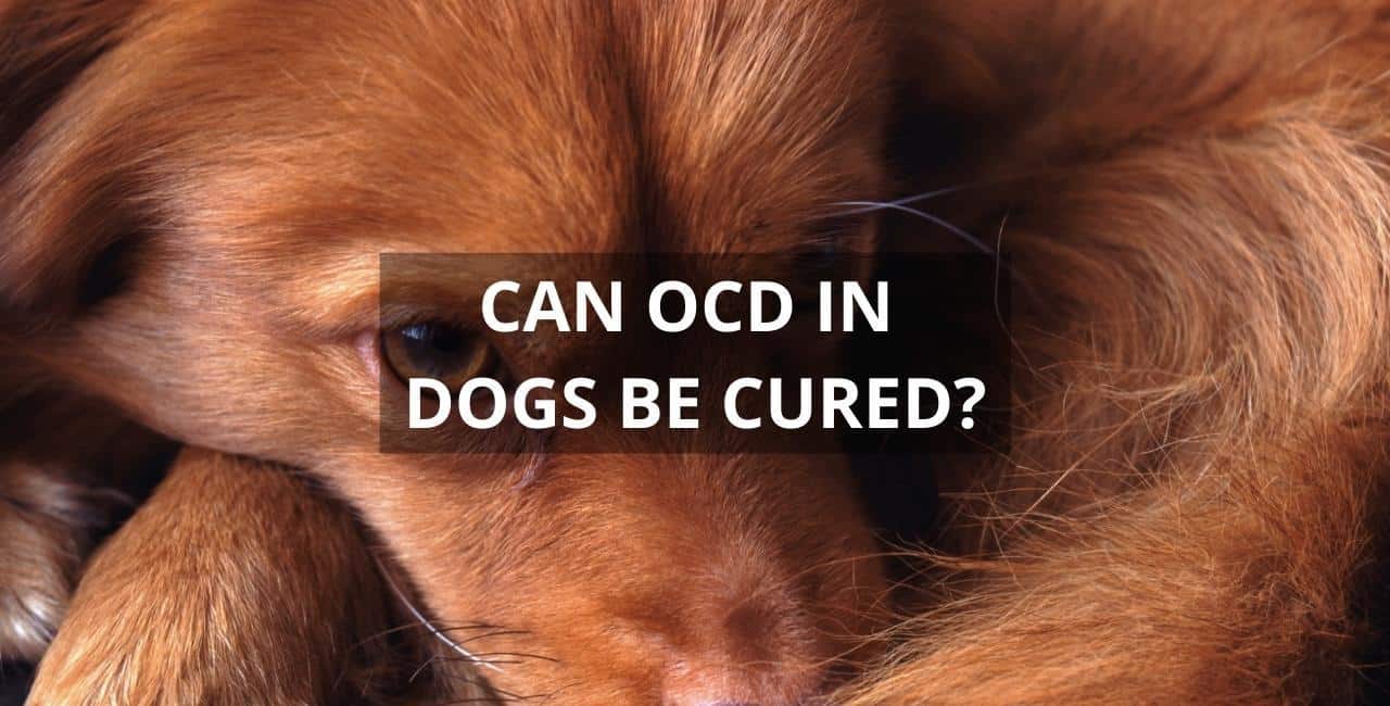 Natural remedies for 2025 ocd in dogs