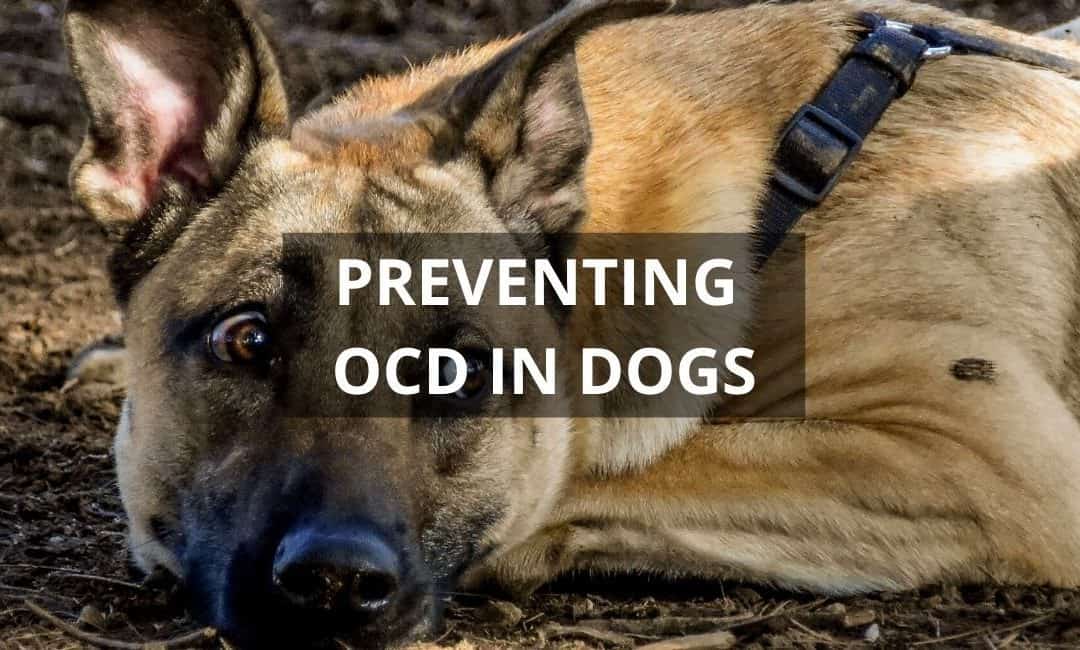 OCD in Dogs: Can it Be Prevented?