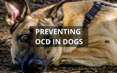 OCD in Dogs: Can it Be Prevented?
