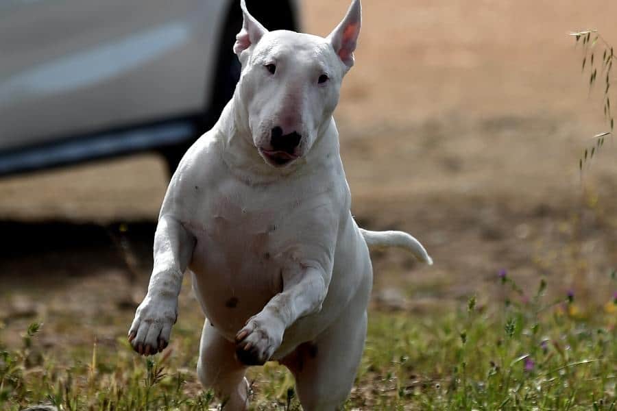 Bull Terriers are known to have a higher incidence of canine OCD