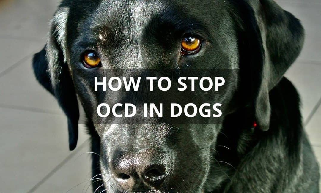 How to stop OCD in dogs