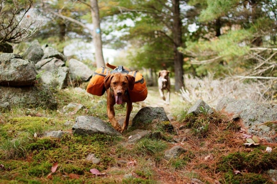 Increase exercise for ODC dogs
