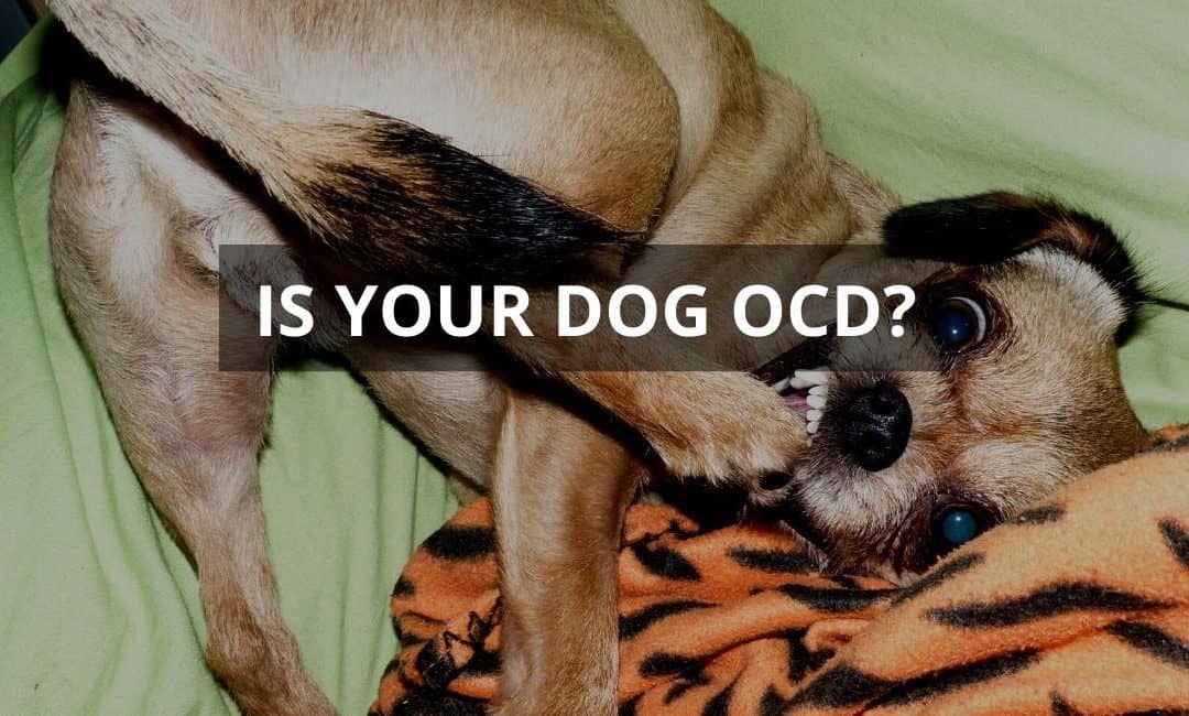 OCD behavior in small dog