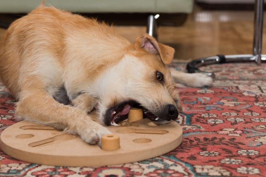 How to prevent OCD in dogs: engage the brain