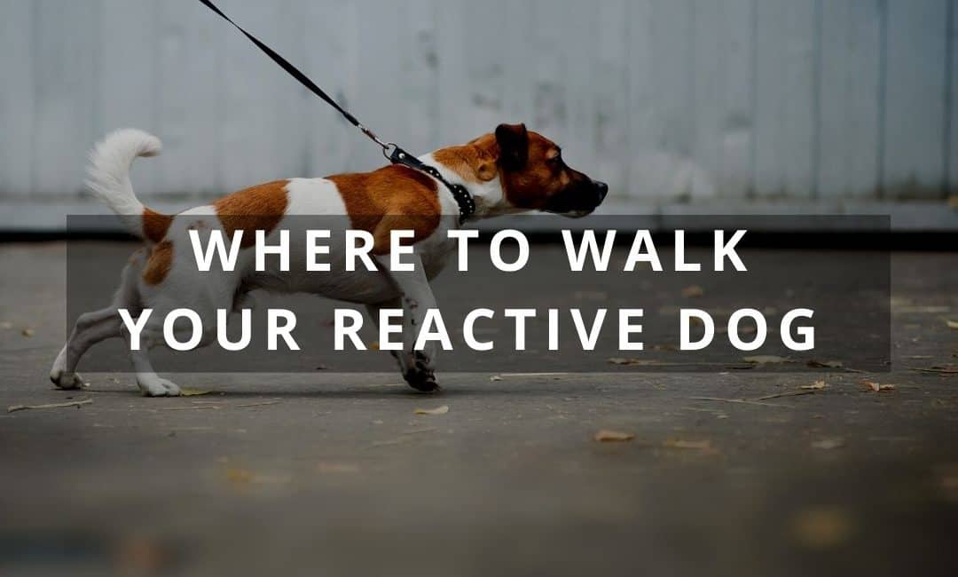 Where to walk your reactive dog: examples, how to choose