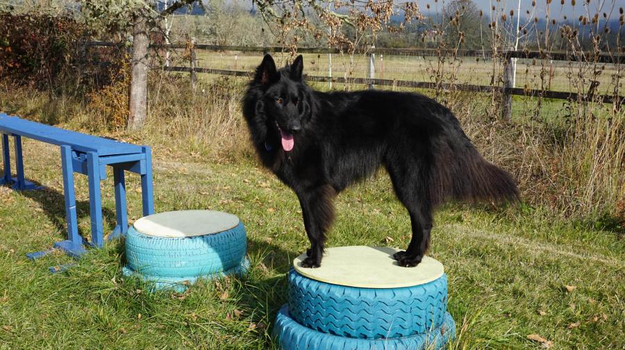 Confidence building in dogs - try an obstacle course