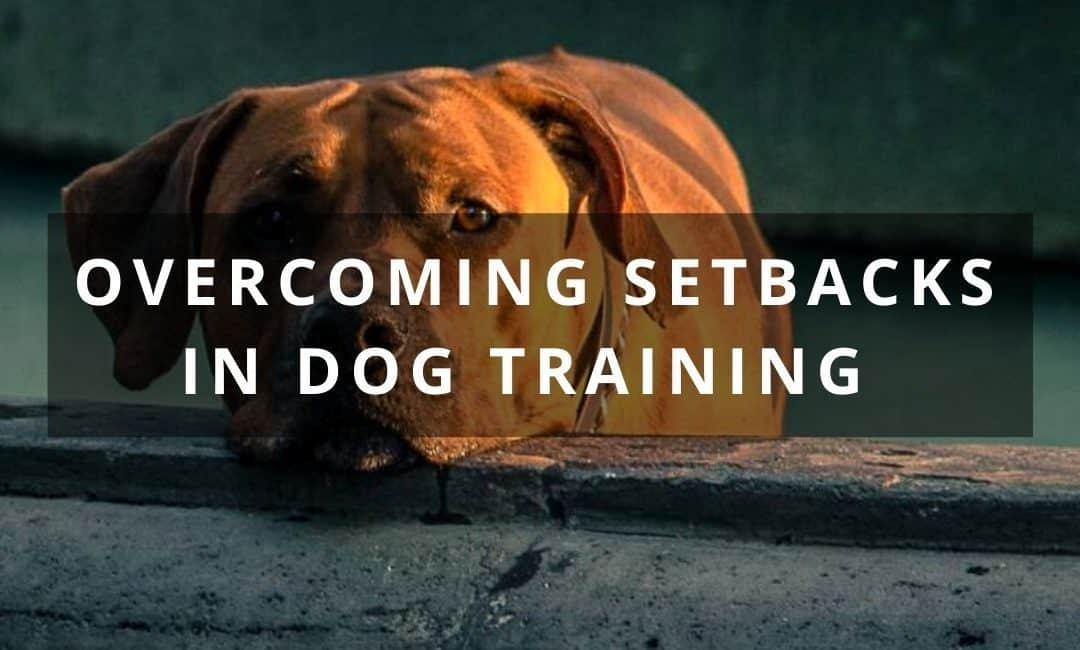 Overcoming Setbacks in Dog Training