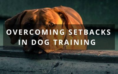 Overcoming setbacks in dog training.