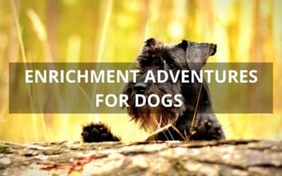 Enrichment activities and adventures for dogs