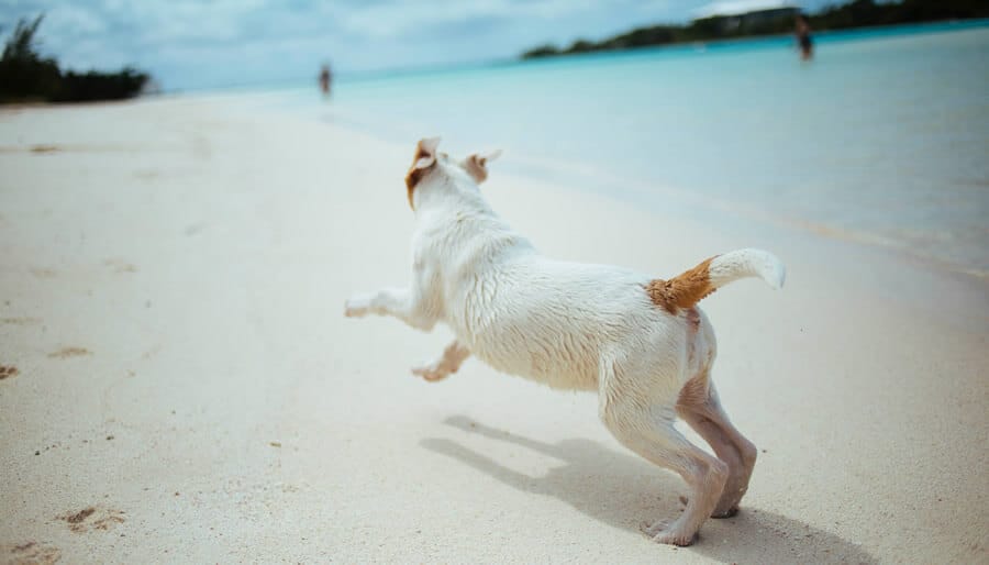 Beach runs are great exercise and a wonderful enrichment activity for cooped up dogs. 