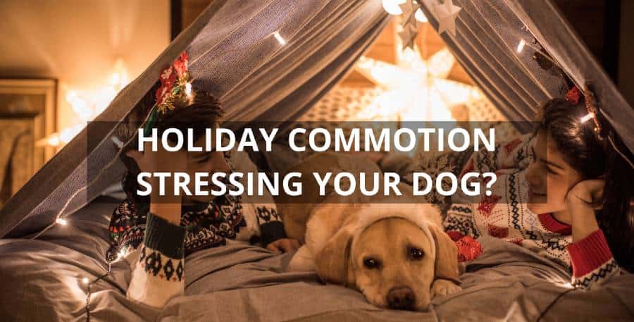 Holiday Commotion Stressing Your Dog?