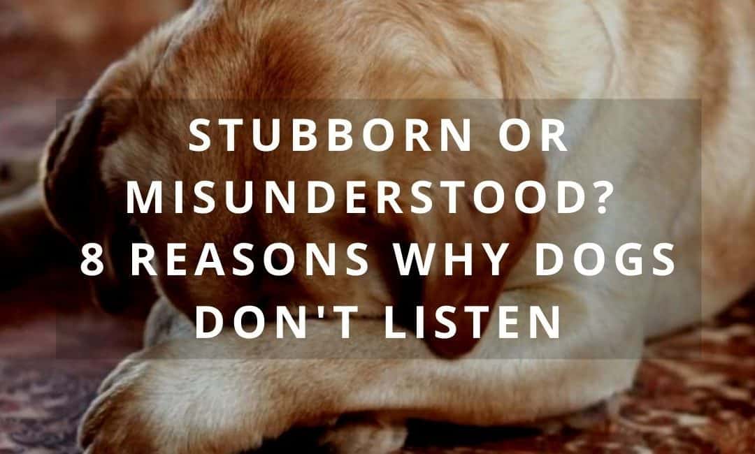 Stubborn or Misunderstood? 8 Reasons Why Dogs Don’t Listen