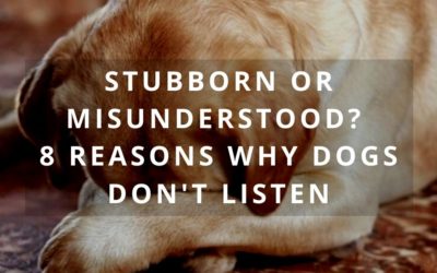 Stubborn or Misunderstood? 8 Reasons Why Dogs Don’t Listen