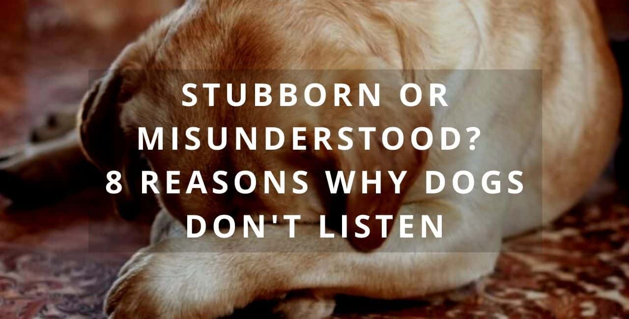 No, your dog is not 'being stubborn'! : r/VetMedCorner