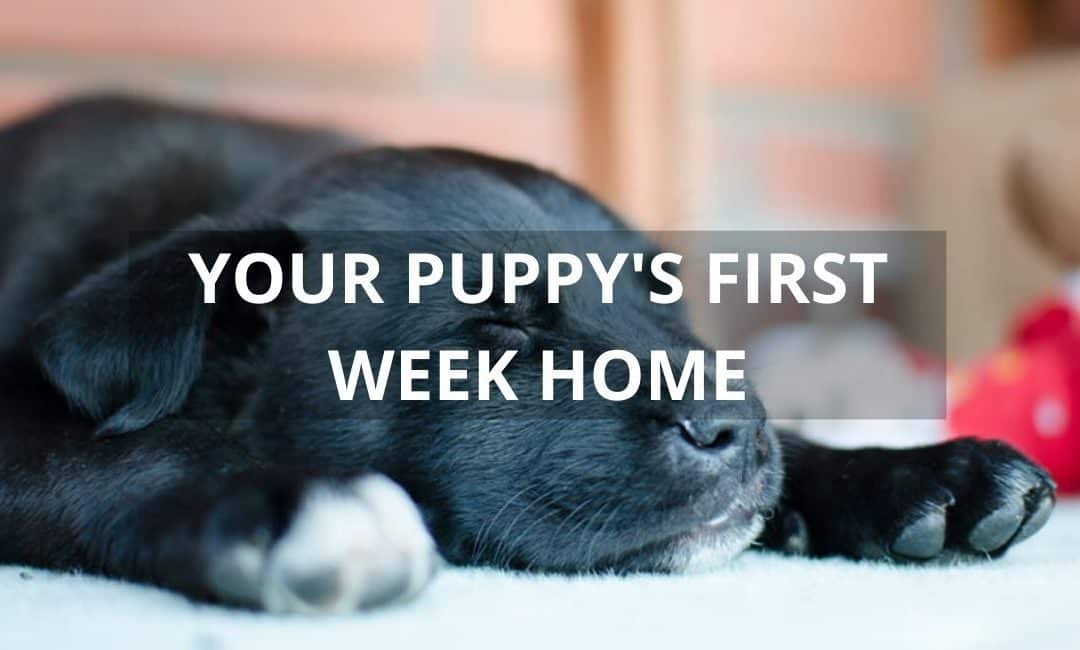 Your Puppy’s First Week Home: Setting the Stage for Success