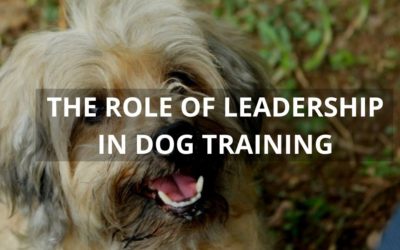 The Role of Leadership in Dog Training