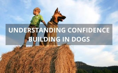 Understanding Confidence Building in Dogs