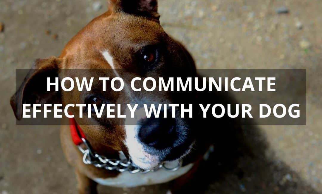 How to Communicate Effectively with Your Dog