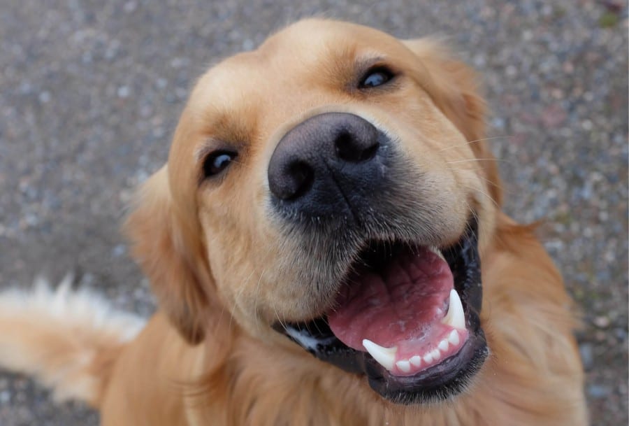 Leadership in dog training : attitude counts!
