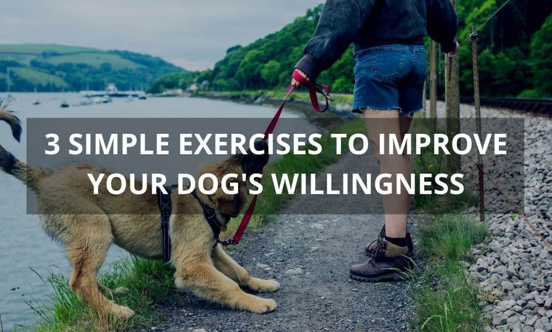 How to Improve Your Dog’s Willingness: 3 Simple Exercises